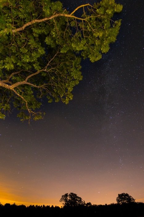 Branches of tree in the night