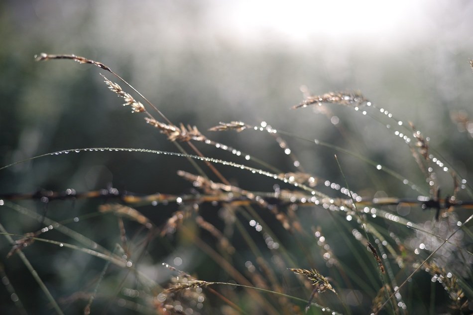 The morning dew on the plants