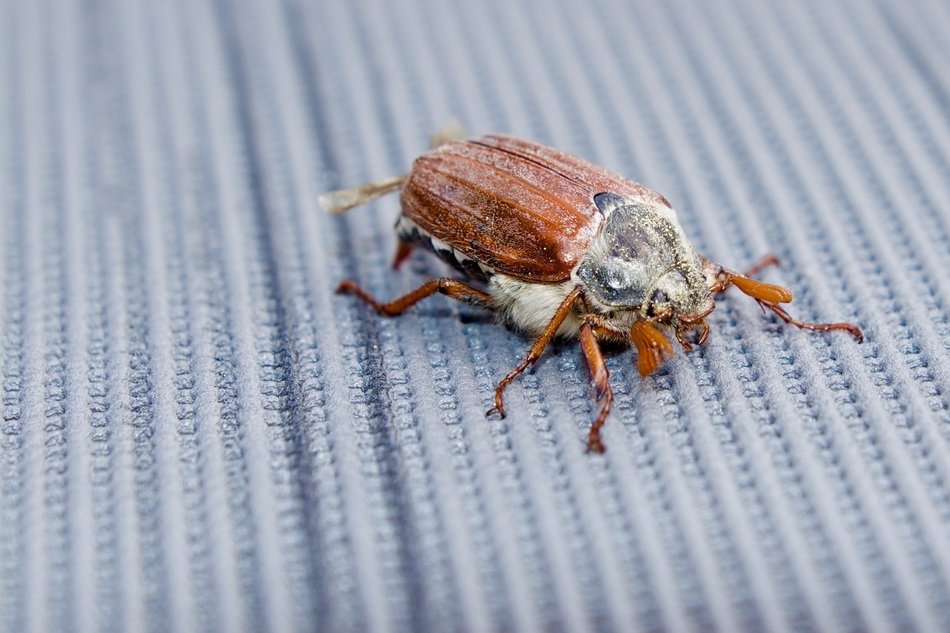 cockchafer on grey surface