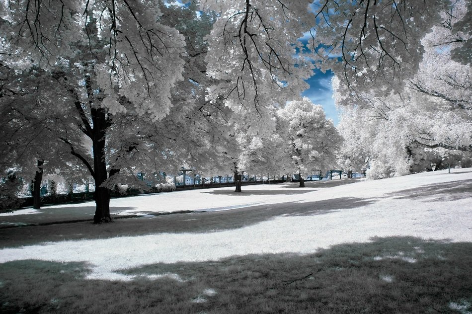 charming snow trees