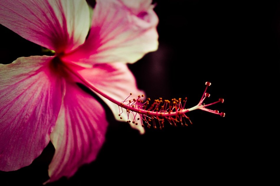 fresh pink flower blossom in dark