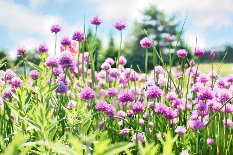 purple clover in the morning sun