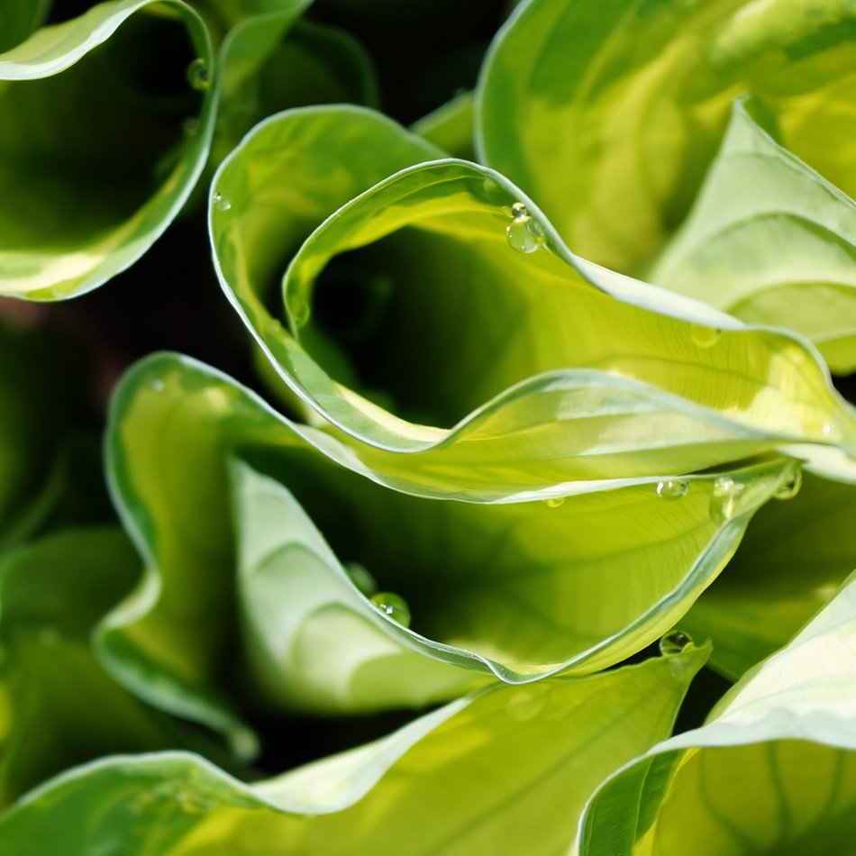 delightful droplet foliage