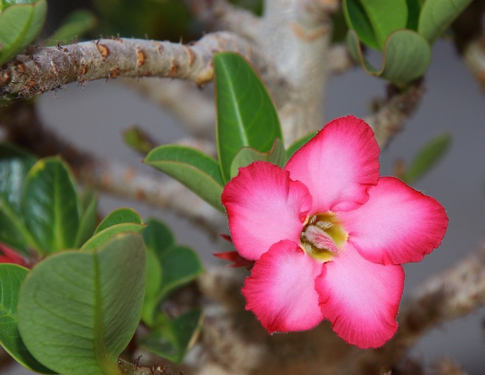 beautiful pink adenium flower