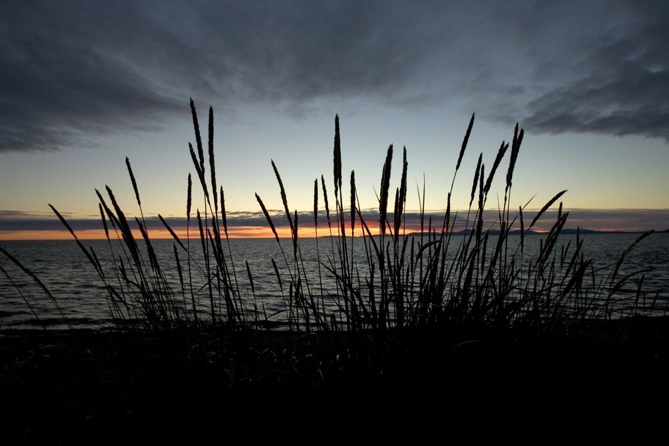silhouette of grass near the lake at dusk