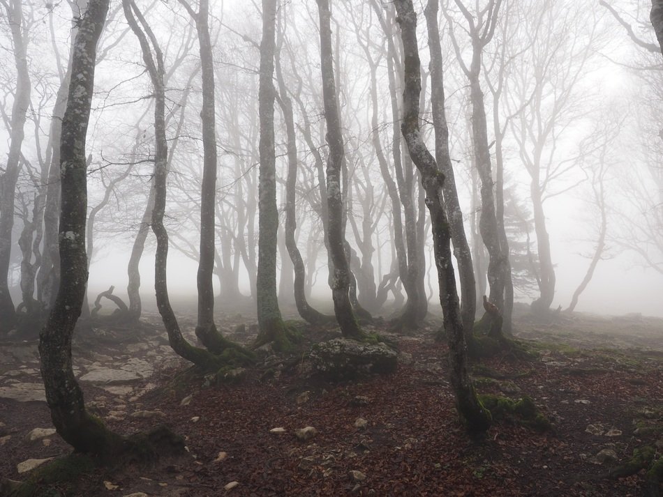 Trees in the fog