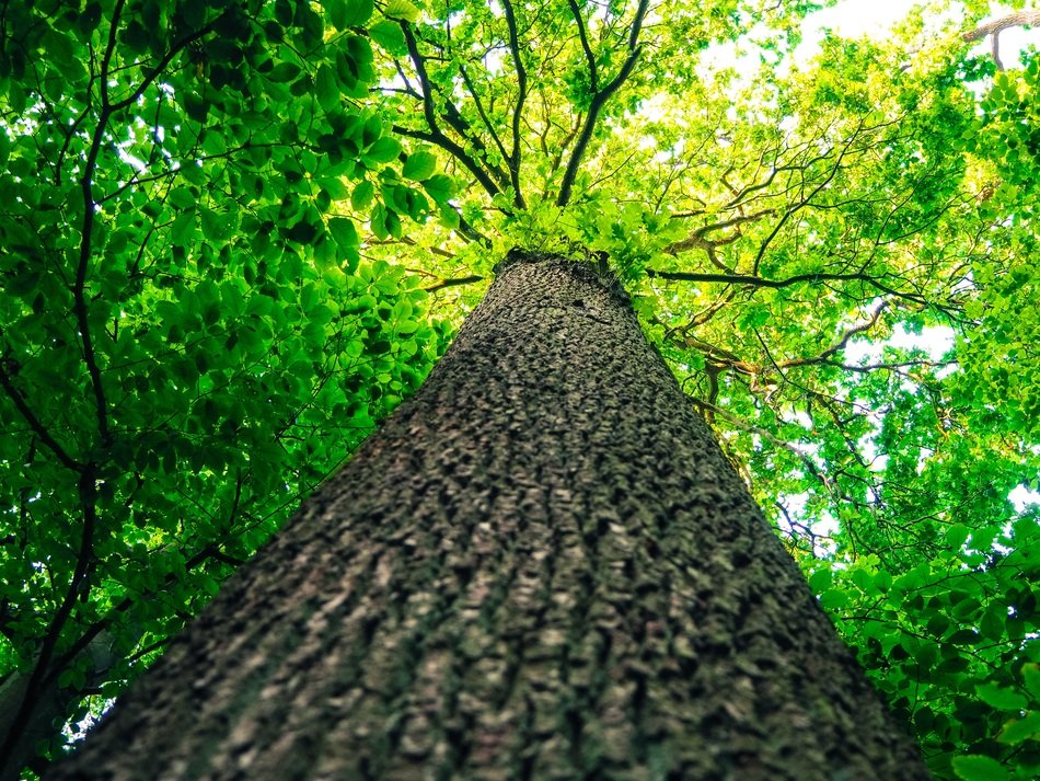 tall tree with bright green leaves