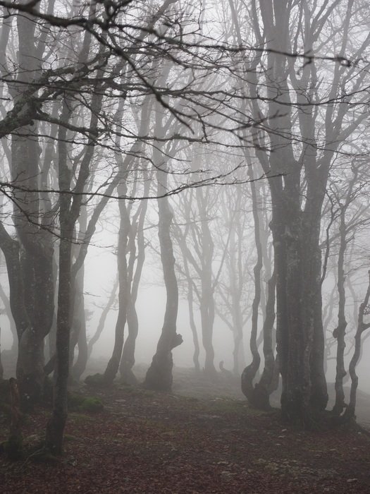 forest trees in the fog