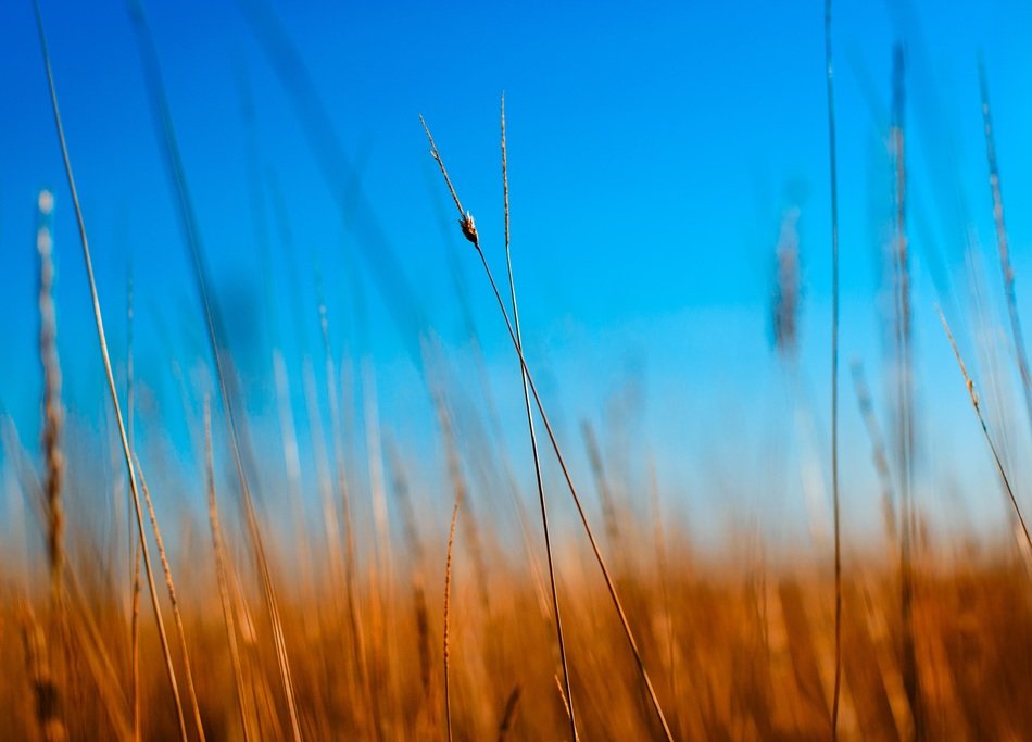 field of wheat against the blue sky in a blurred background