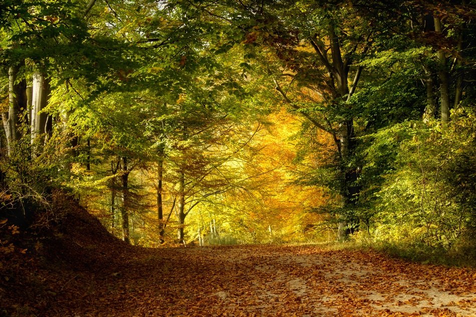 beautiful and delightful nature landscape