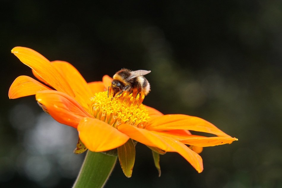 bee sitting on the orange flower