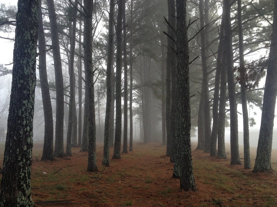 Beautiful landscape with the foggy forest