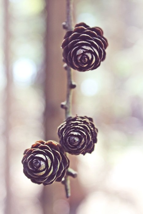 tdecorative pine cones