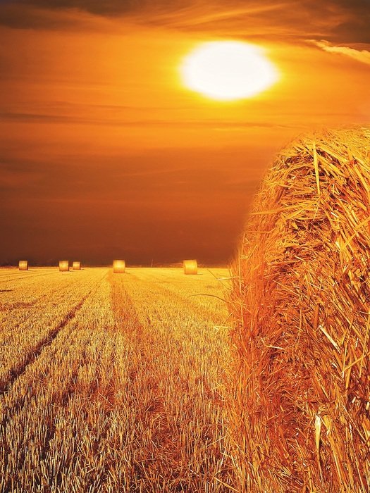straw bales on field in the bright sun