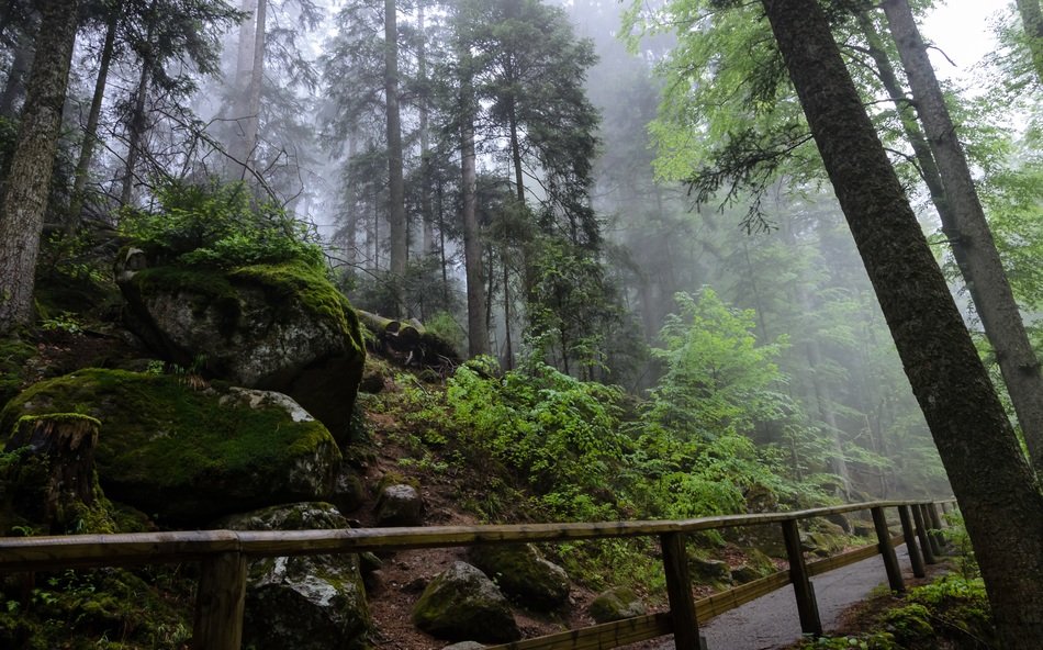 A path amongst stones and trees in a black forest, germany