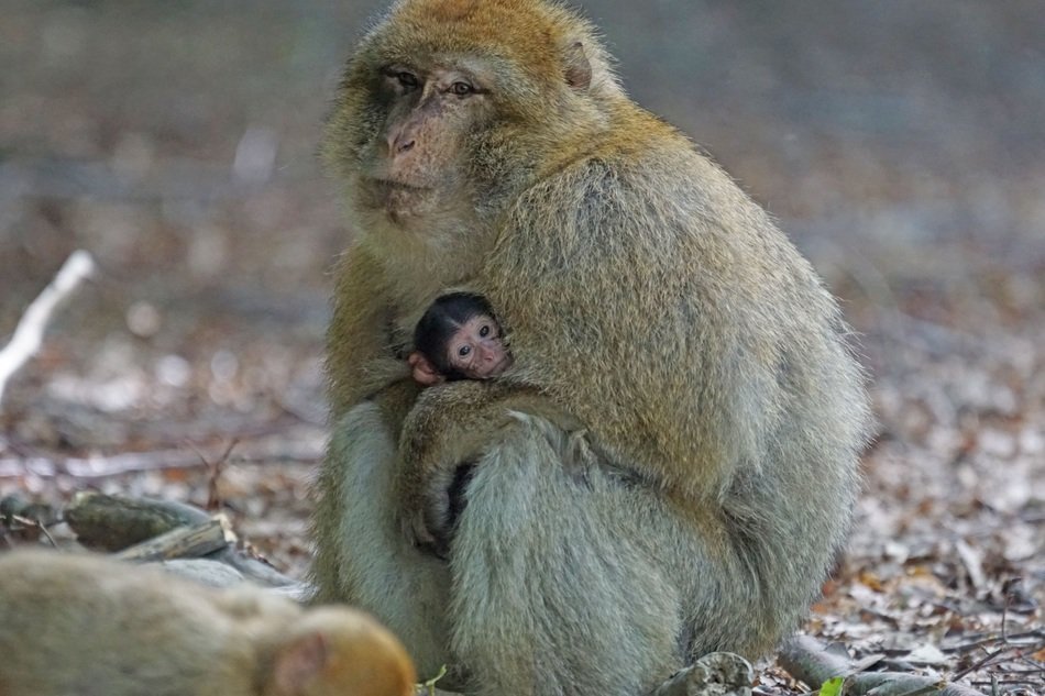 barbary ape with baby monkey in hands