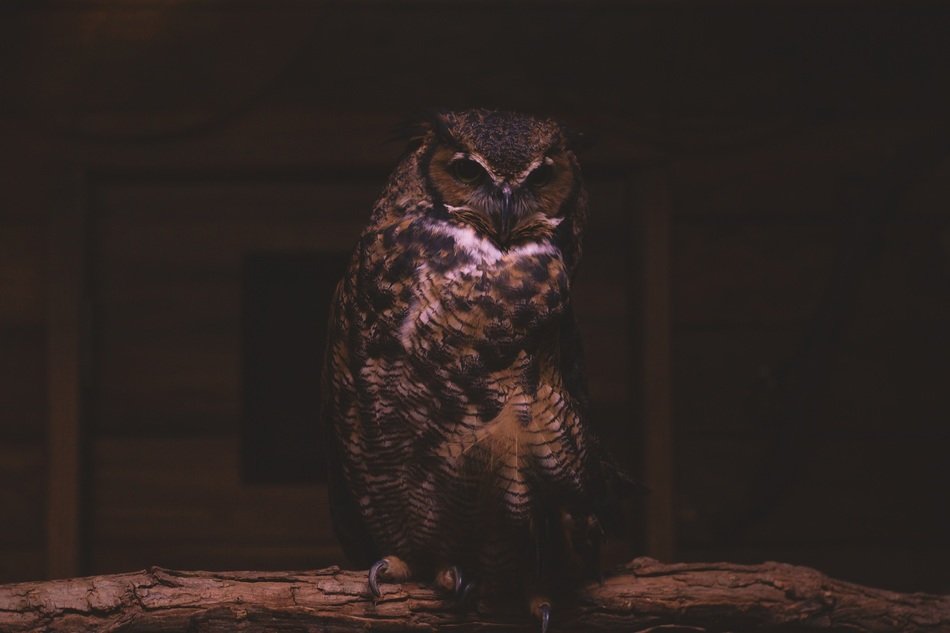 wild bird in the dark