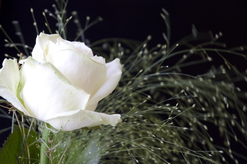 White rose in nature