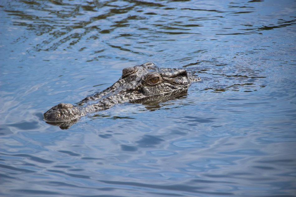 australia crocodile in the river