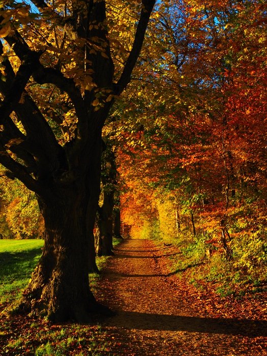 Autumn on the lime avenue