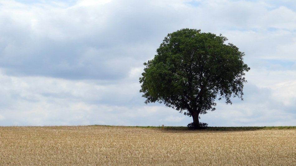 tree on the field