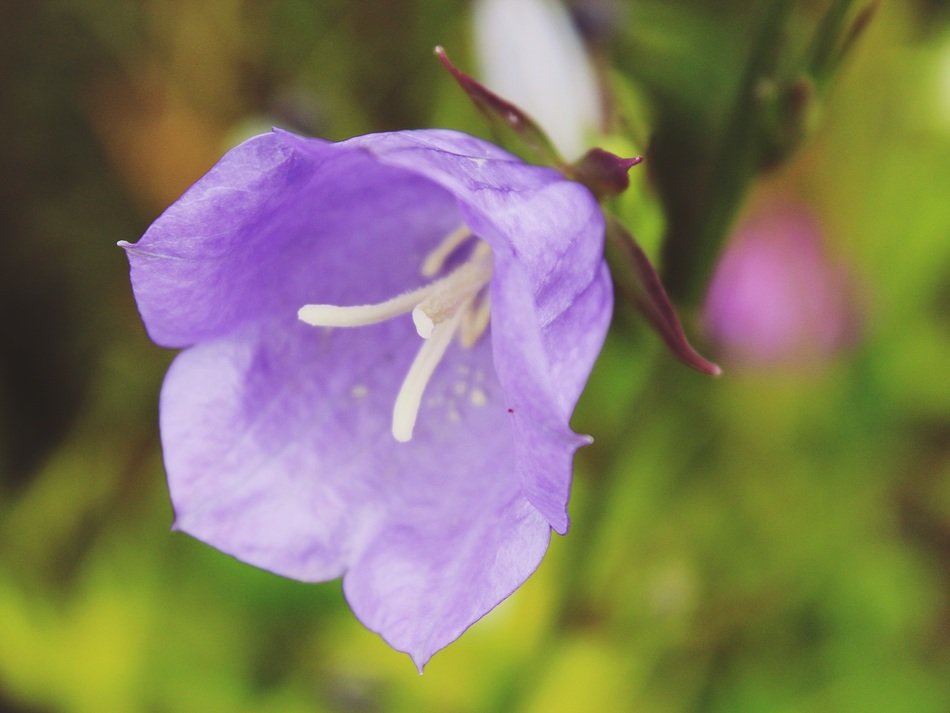 Purple bellflower in the garden