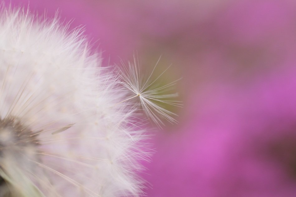 dandelion flower with flying seeds