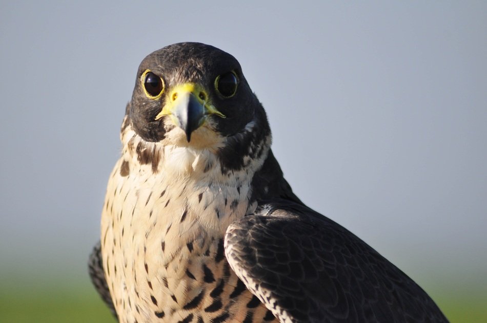hawk on gray sky background