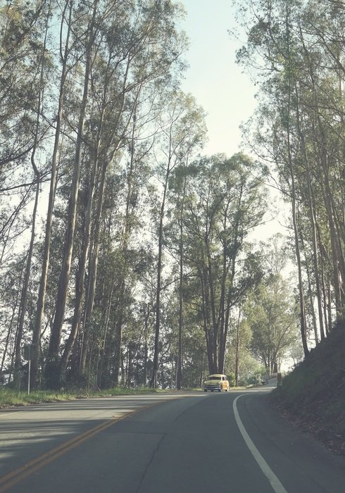 Photo of the road near the forest