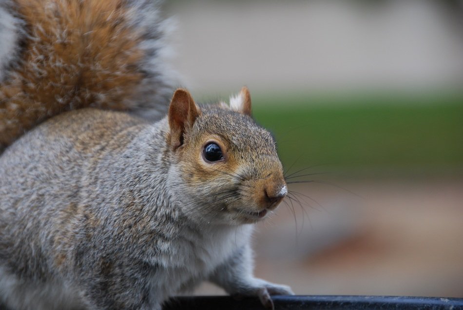 Squirrel in nature