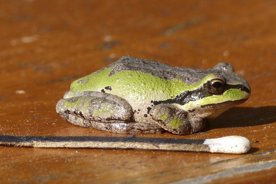 Photo of the green tree frog