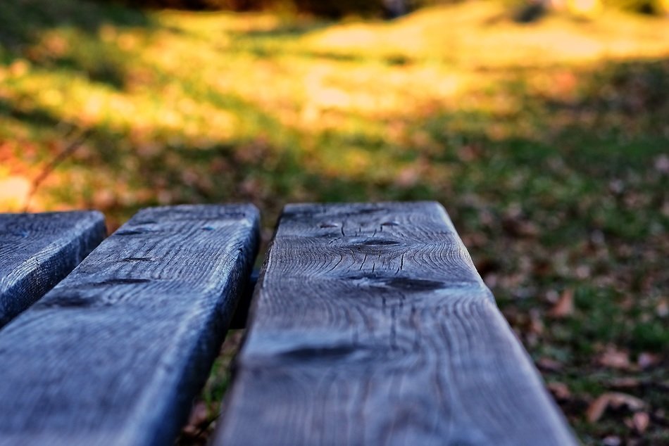 wooden bench among nature close-up