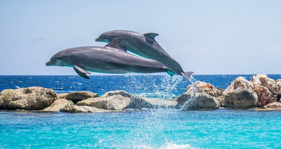 jumping two dolphins above the water