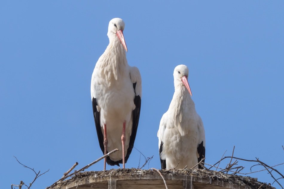 animal portrait of two storks in the nest