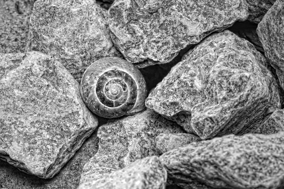 black and white photo of shell on the stones