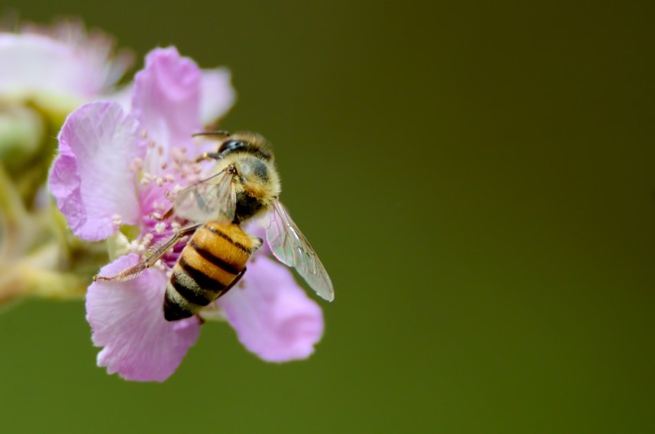 beautiful and delightful bee and flower