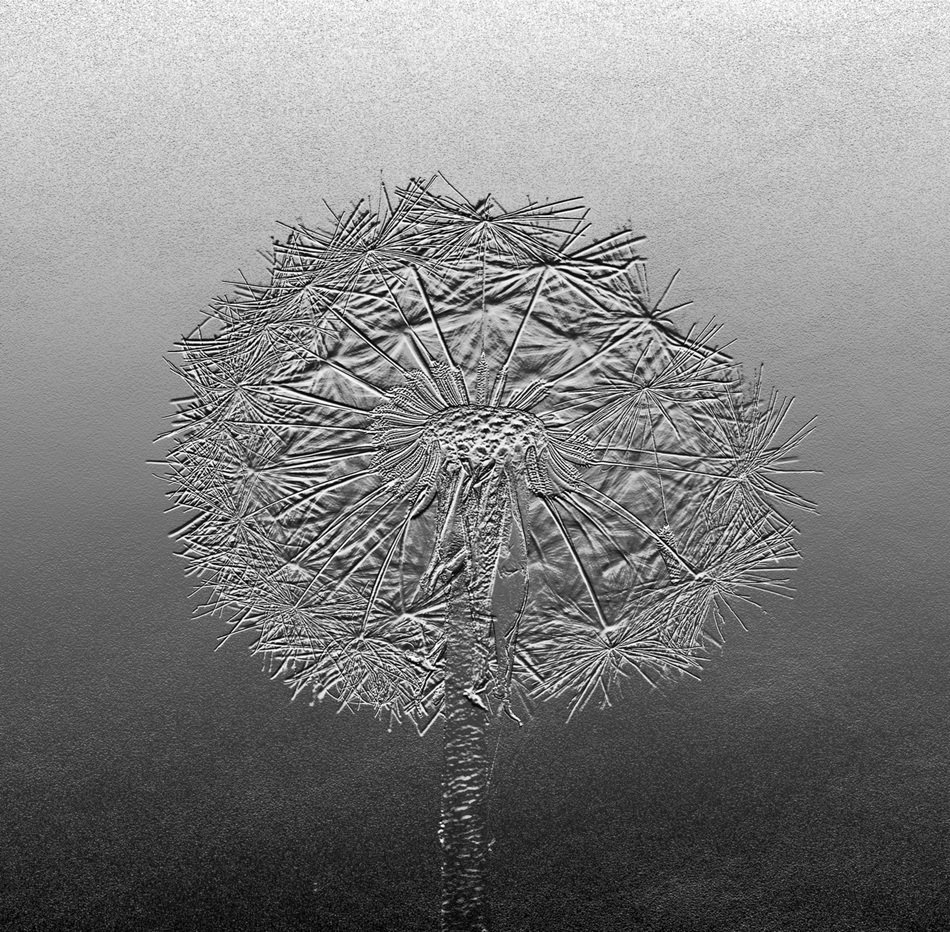 clipart of grey dandelion flower