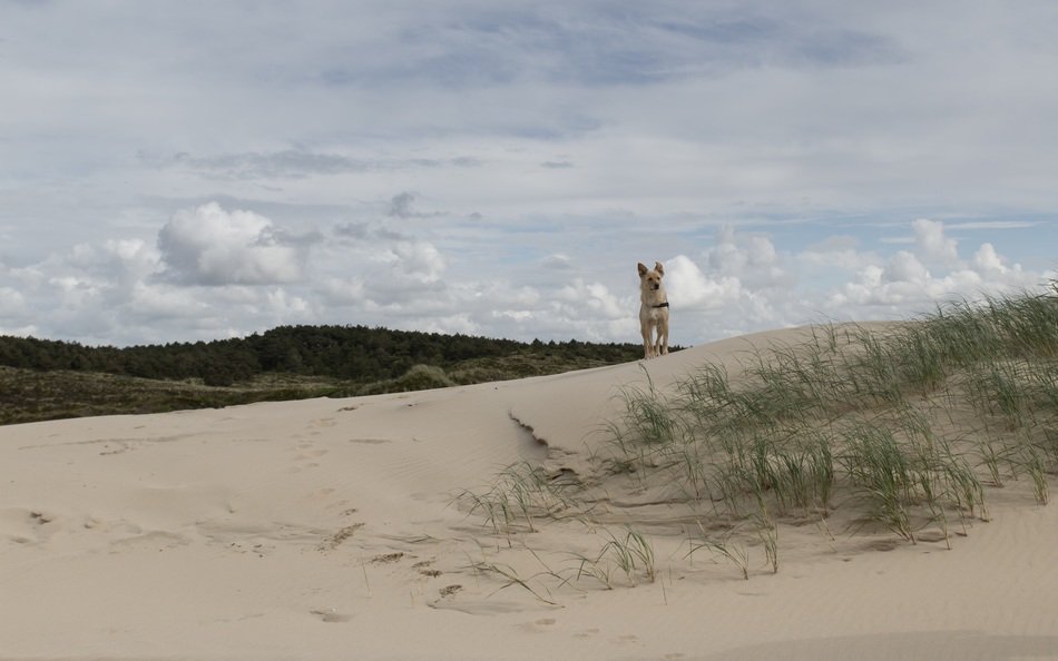 landscape of Dog on the beautiful dune in Netherlands