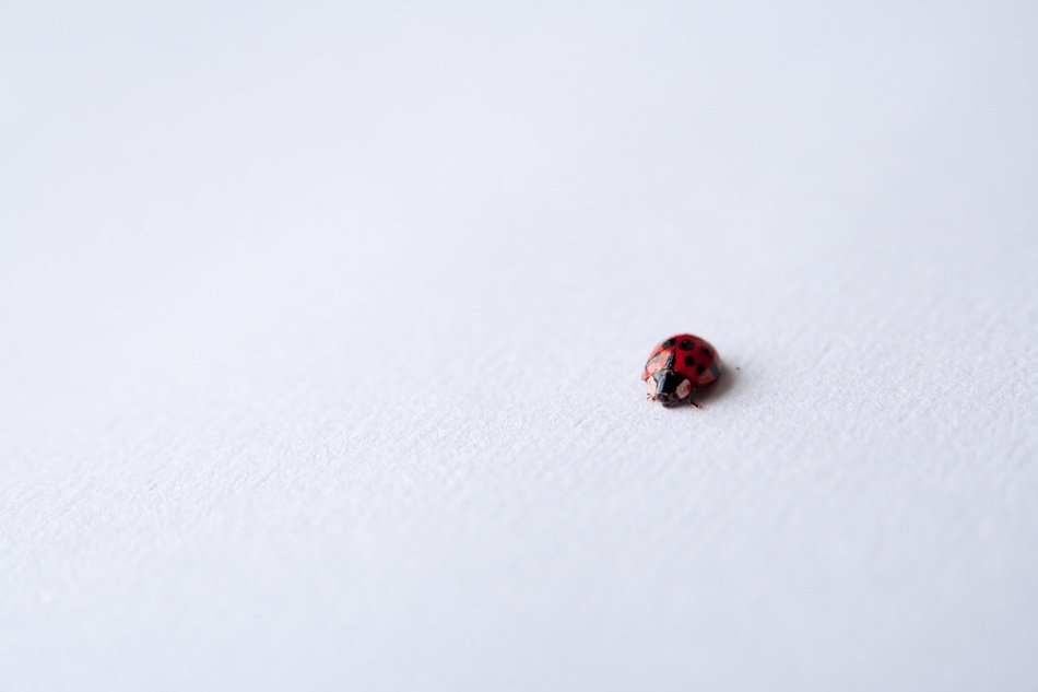 ladybug on white paper