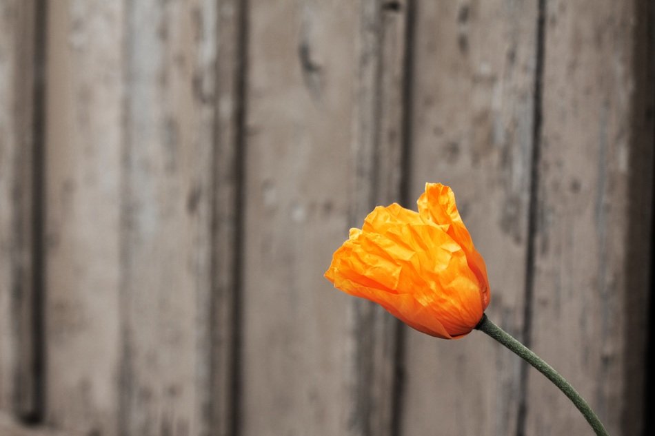 incredibly beautiful poppy