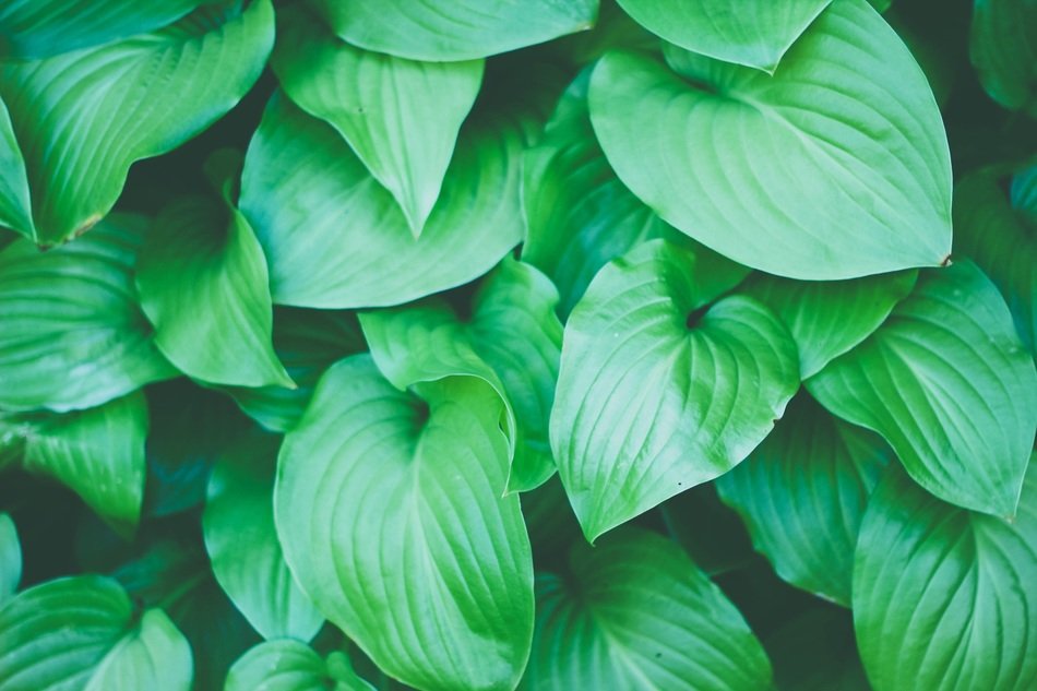 green elongated leaves