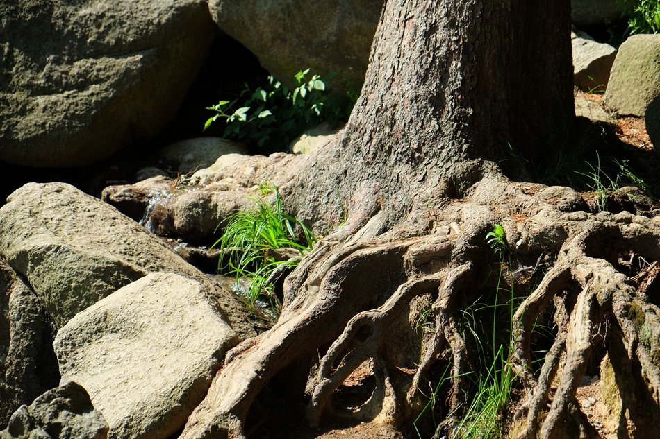Photo of the root of the tree