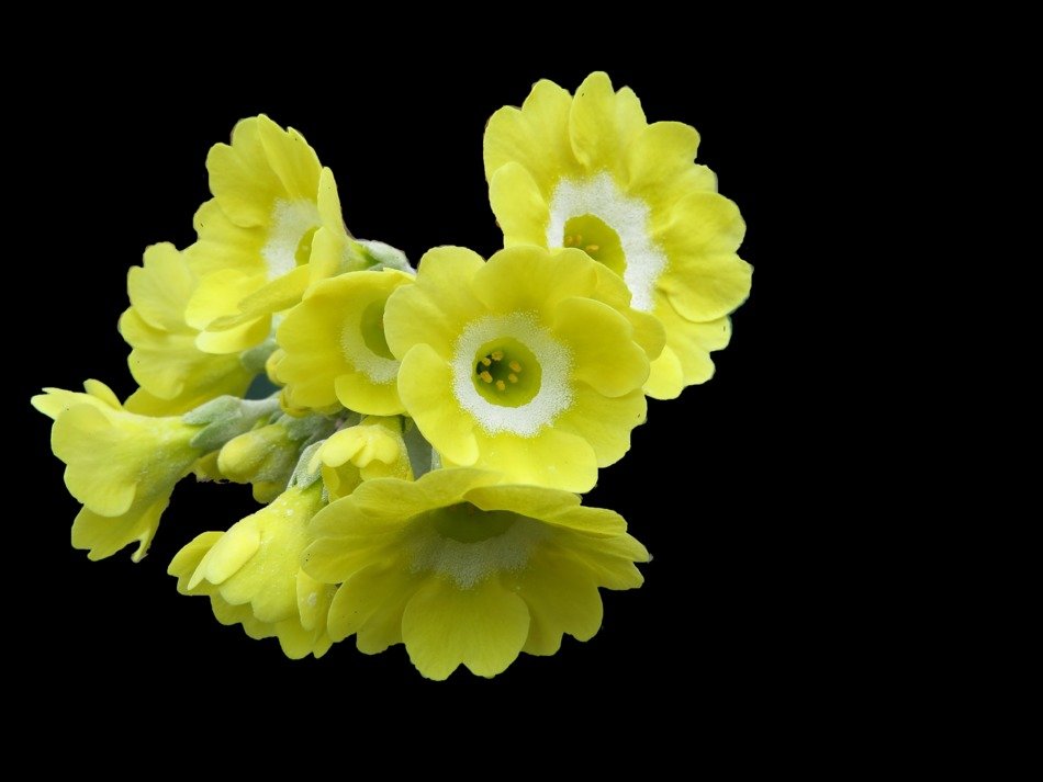 bouquet of yellow flowers on a black background