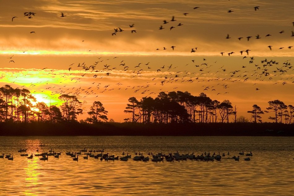 beautiful and delightful wildlife sunset