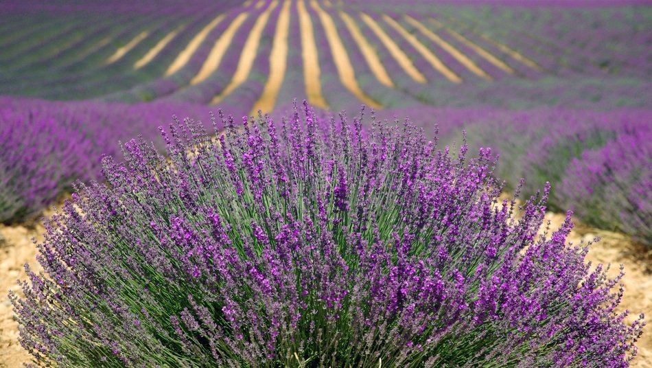 colorful field of purple lavender