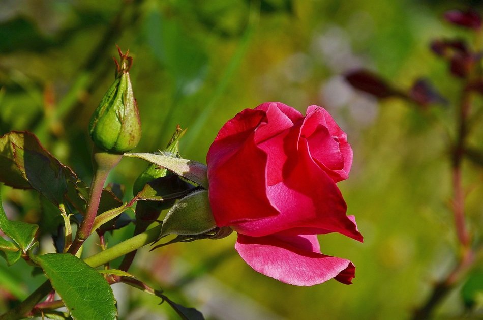 red rose grows in nature in summer