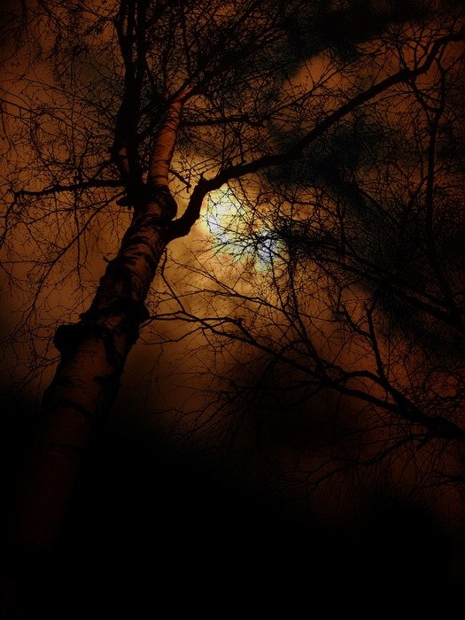 beautiful tree sunset