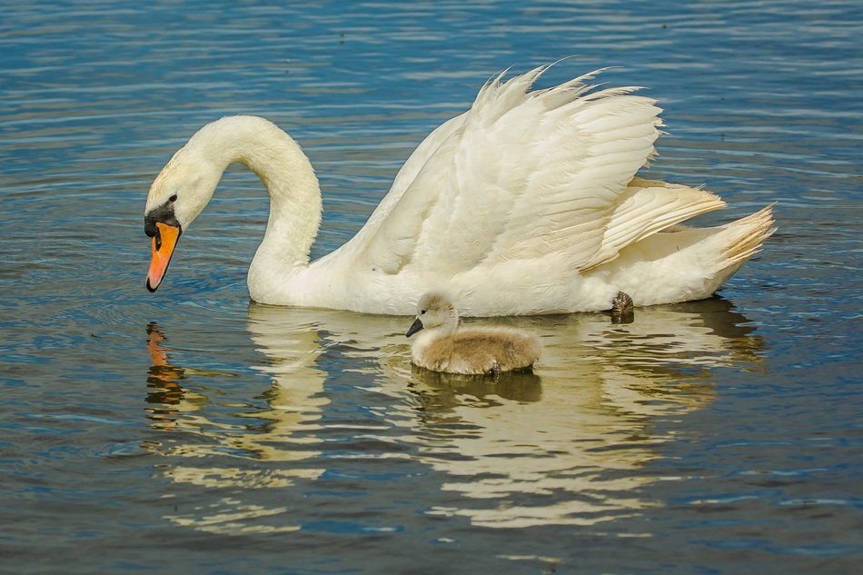 white swan with a chick is reflected in the water