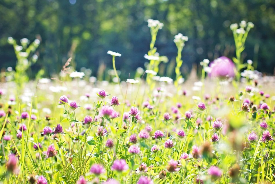 meadow of clovers in summers