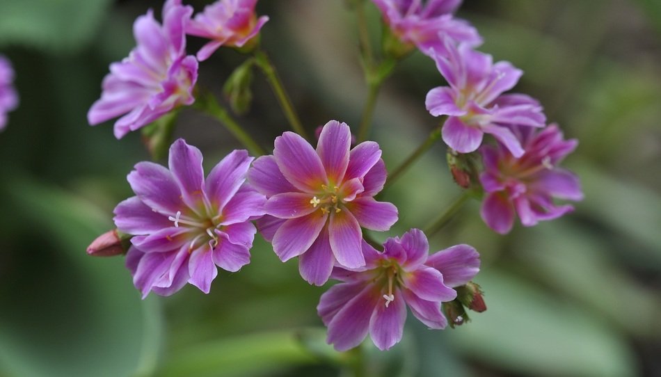 bitterwurz flower